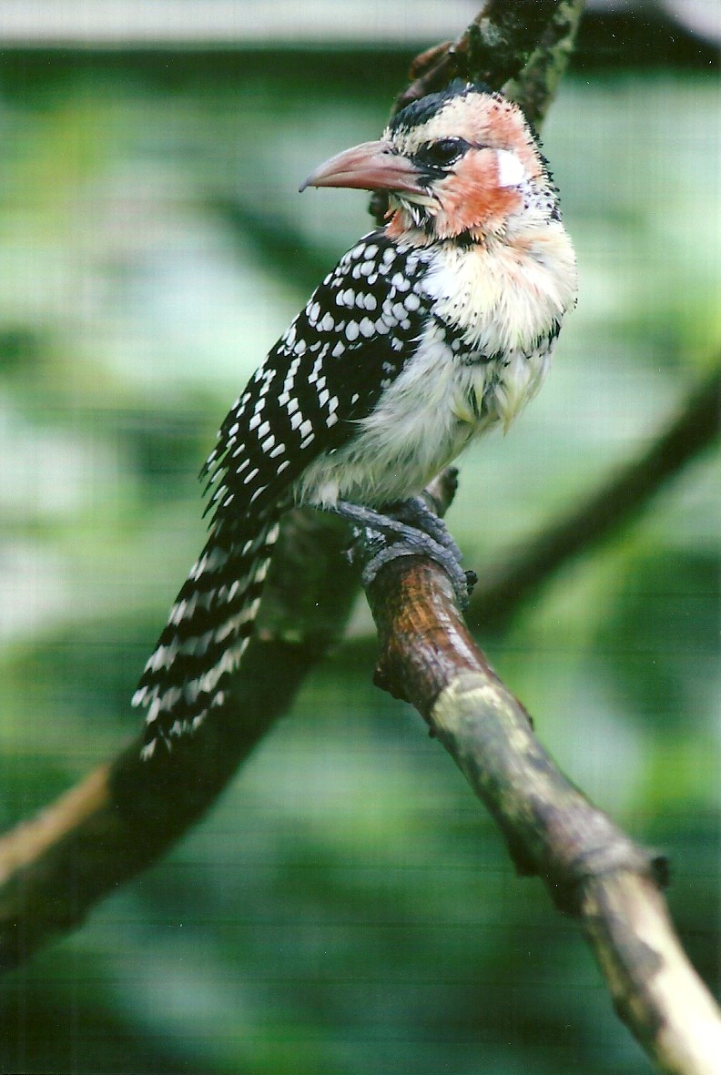 Red and Yellow Barbet 10th September 2012