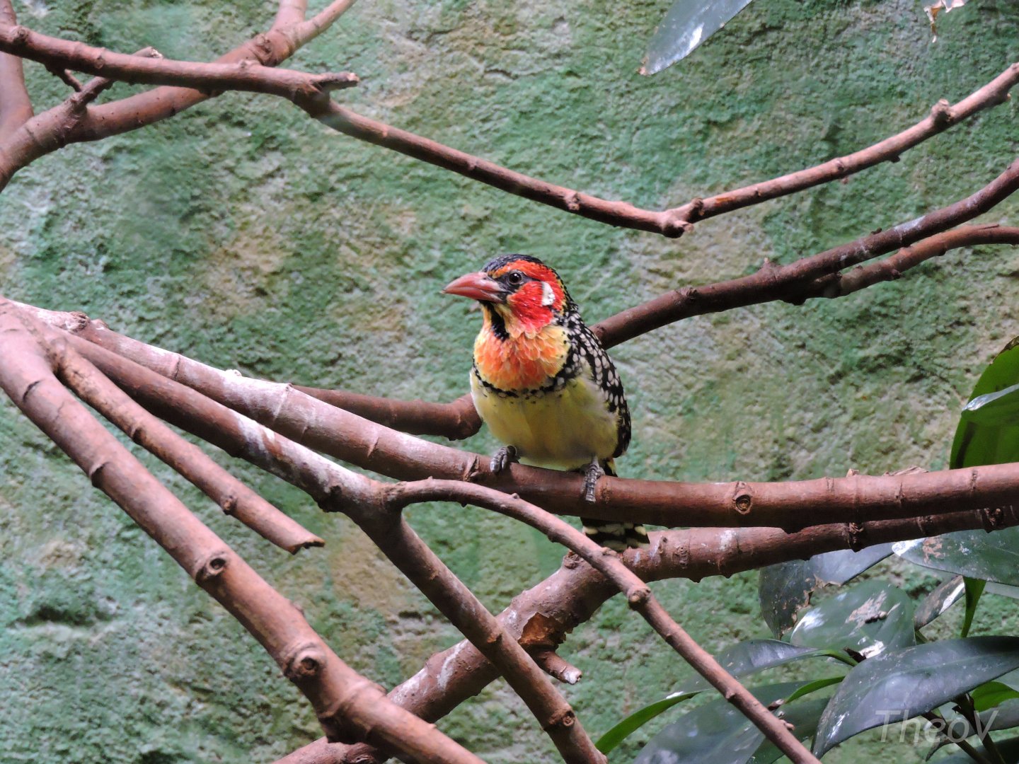 Red-and-yellow barbet [2015]
