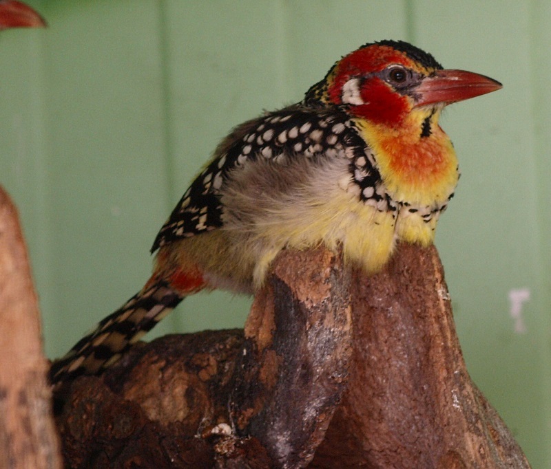 Red-and-yellow barbet (April 19th, 2015)