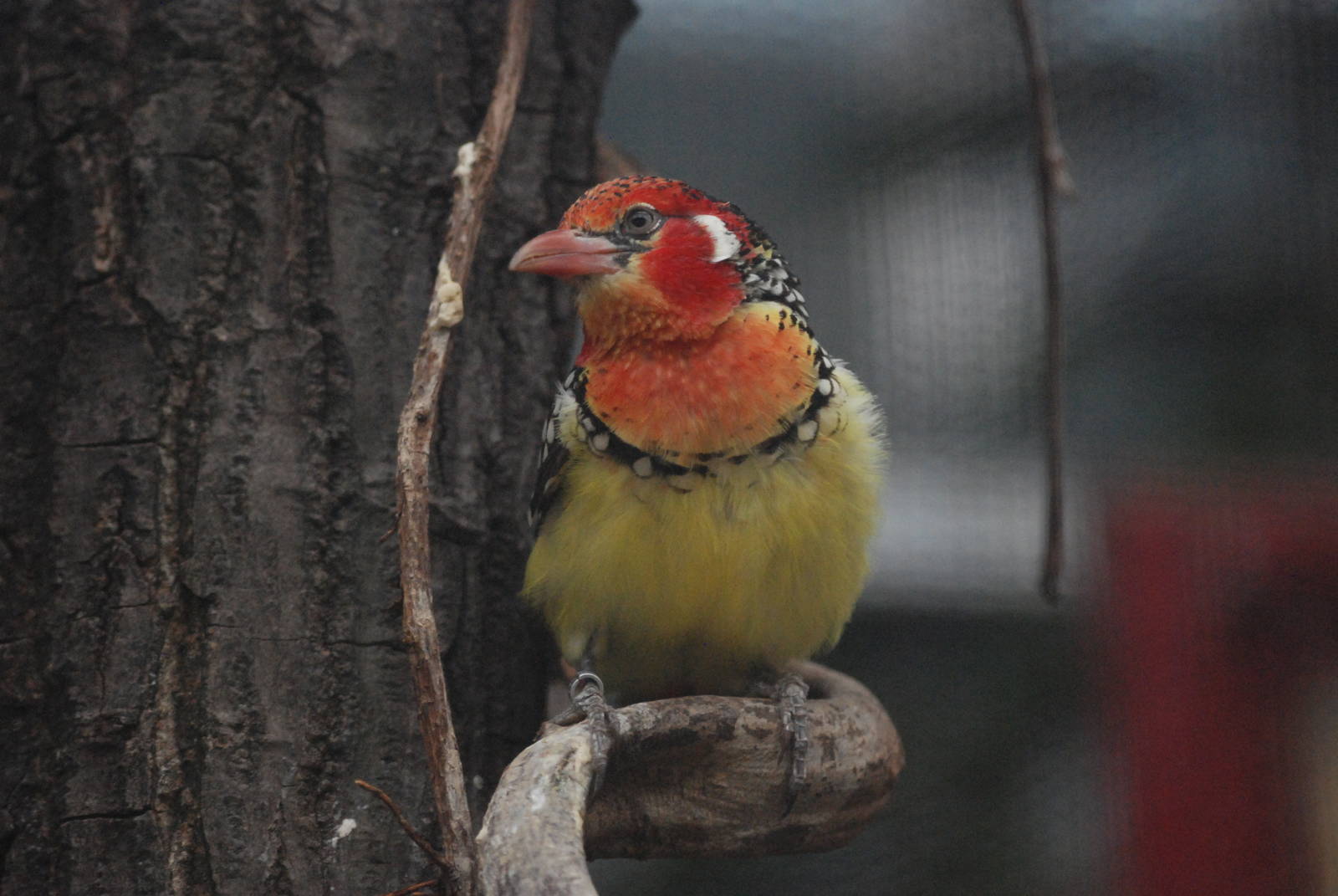 Red-and-Yellow Barbet at London, 17/03/12