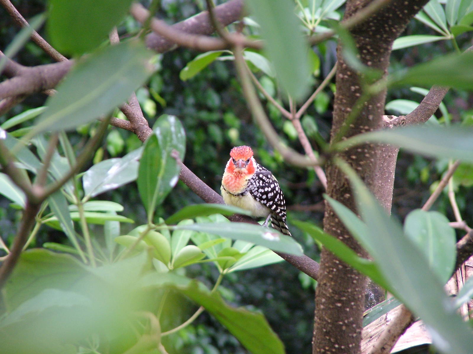 Red-and-yellow Barbet at NOP, Veldhoven 16/05/09