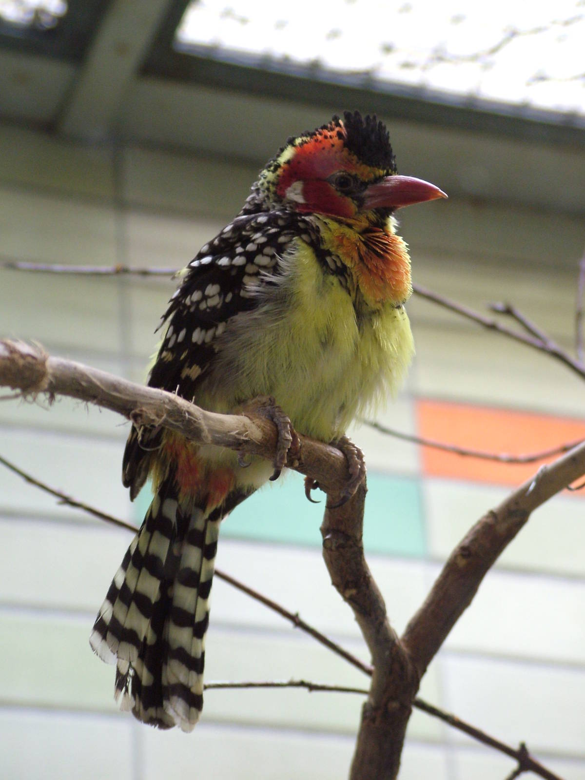Red-and-Yellow Barbet at Tierpark Berlin, 30/08/11