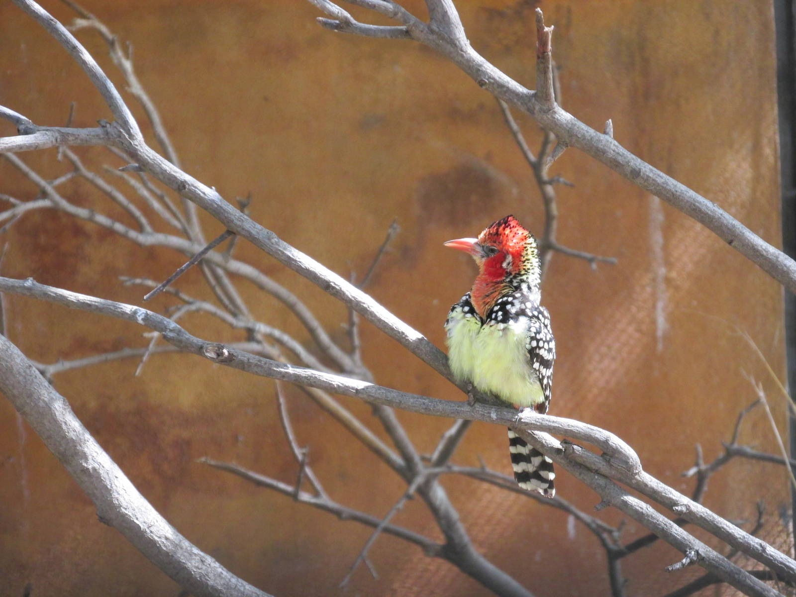 red and yellow barbet barcelona zoo
