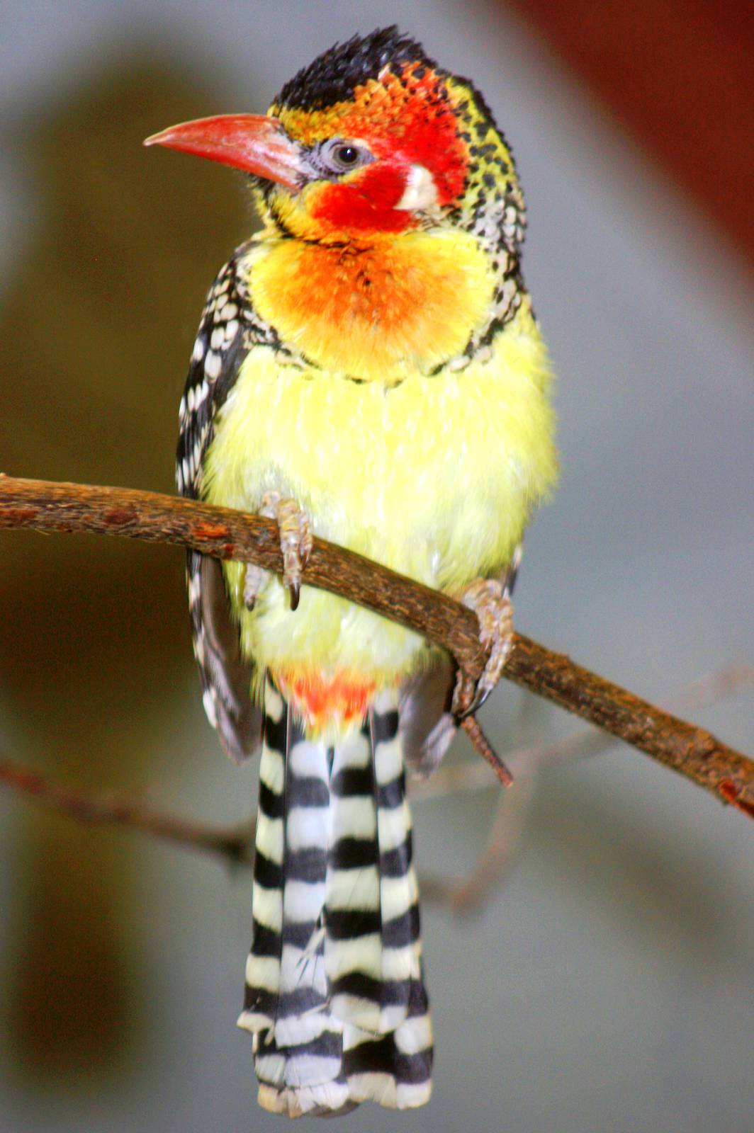 Red-and-yellow barbet; Berlin Tierpark; 6th September 2011