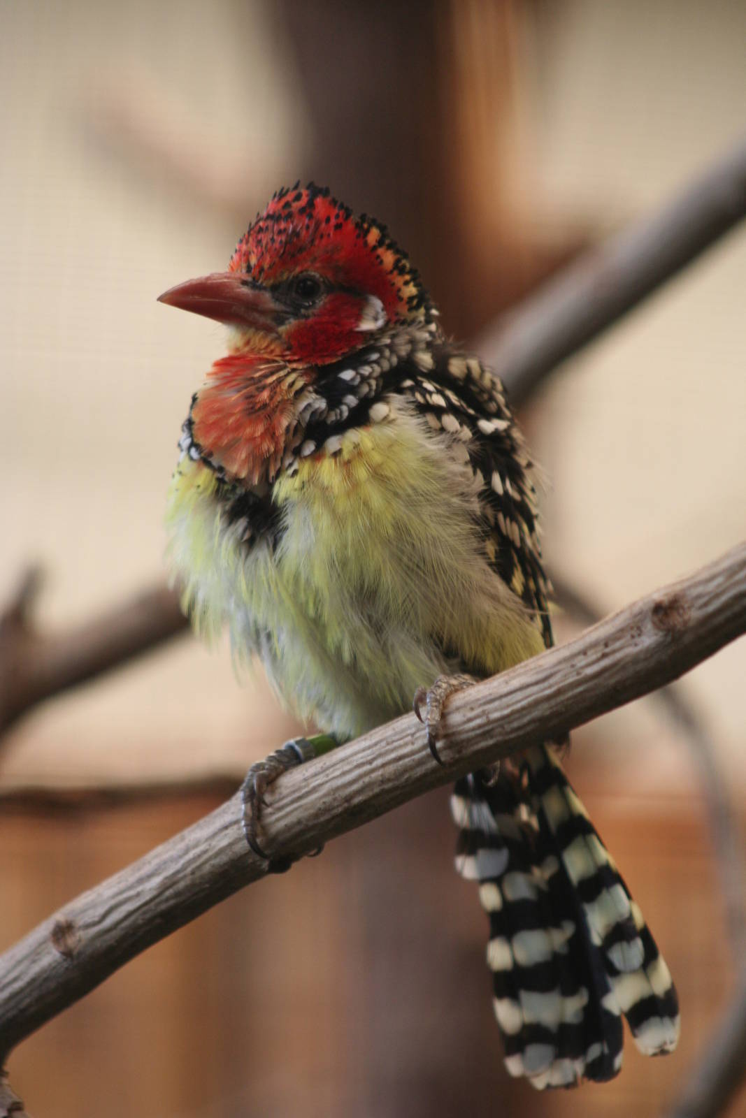 Red and Yellow Barbet @ Chester; 21.07.2011