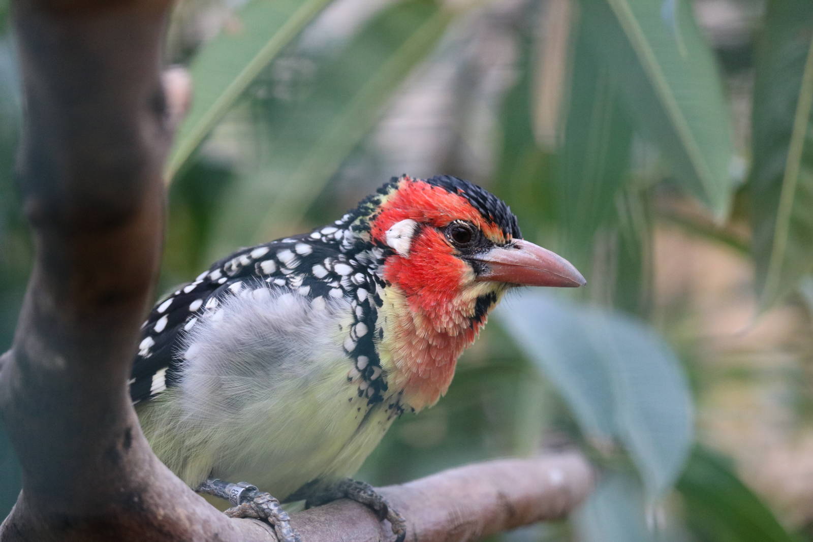 Red-and-yellow barbet, February 2016