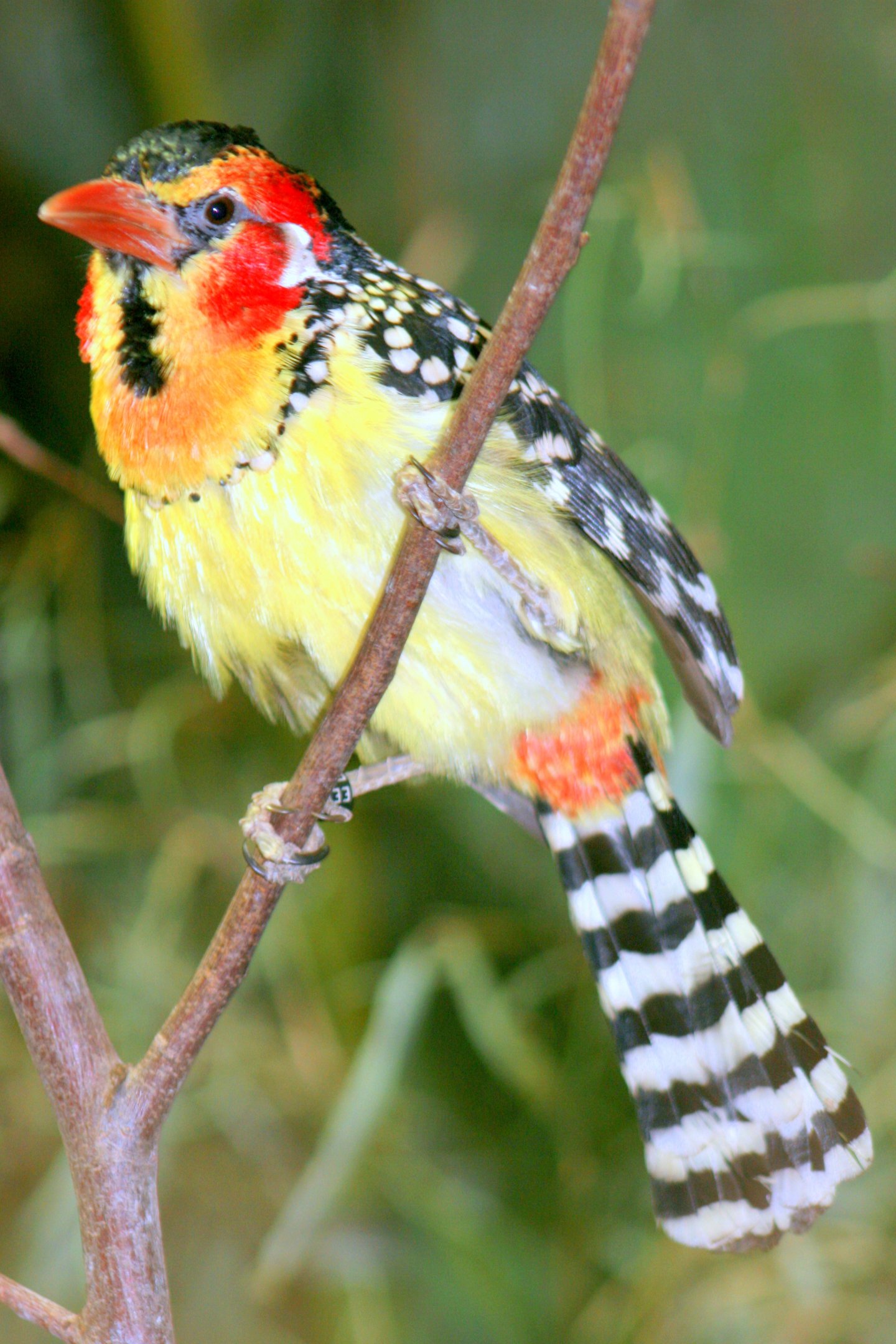 Red-and-yellow barbet; Hagenbeck; 27th June 2013