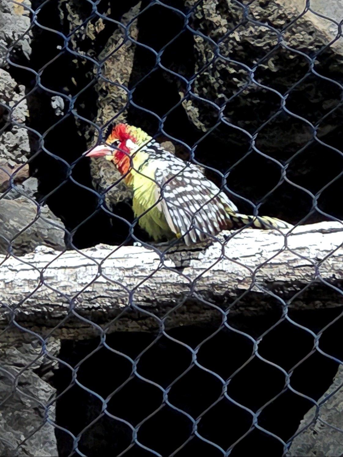 Red And Yellow Barbet - Omaha's Henry Doorly Zoo