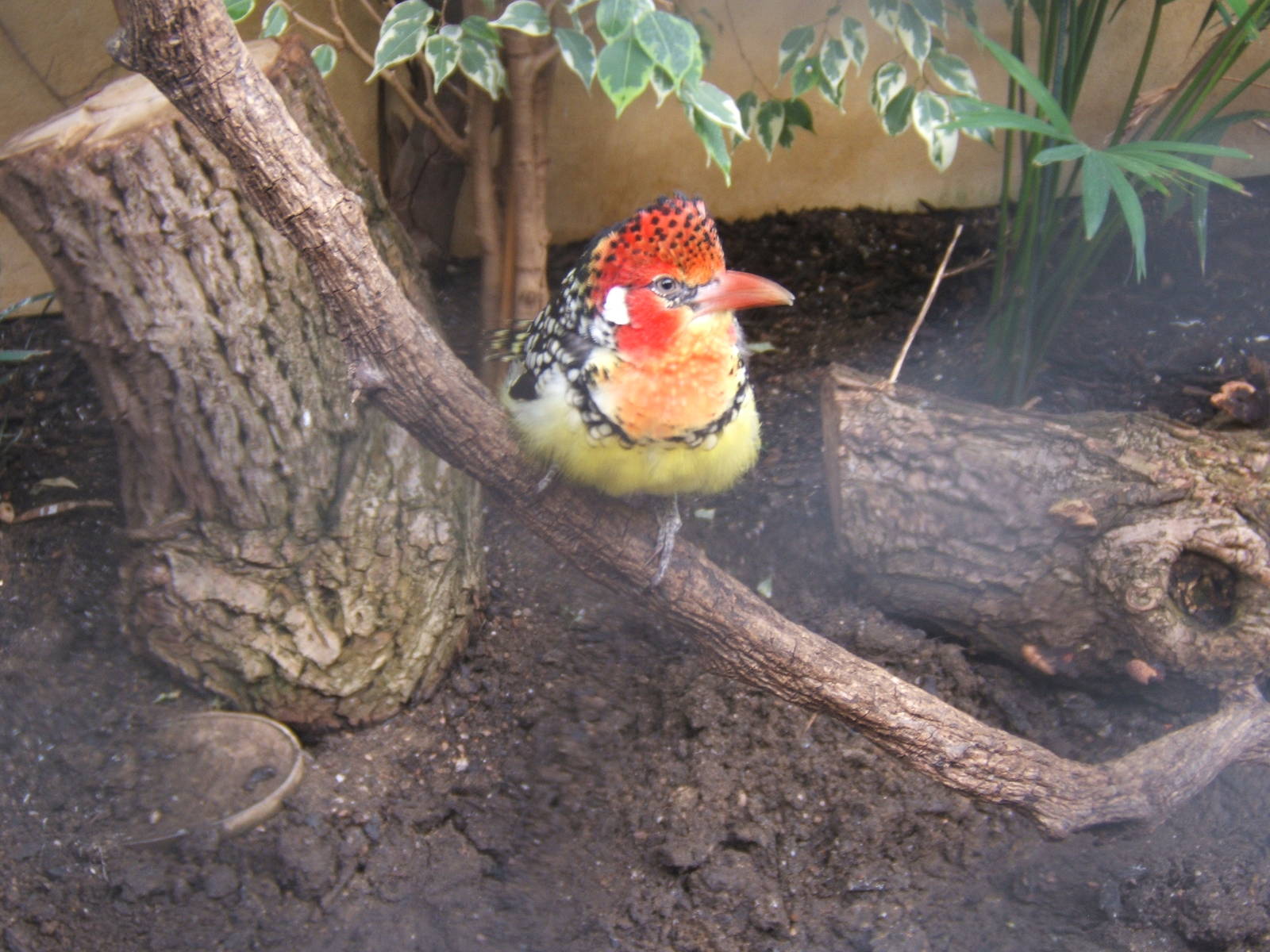 Red and Yellow Barbet (Trachyphonus erthrocephalus)