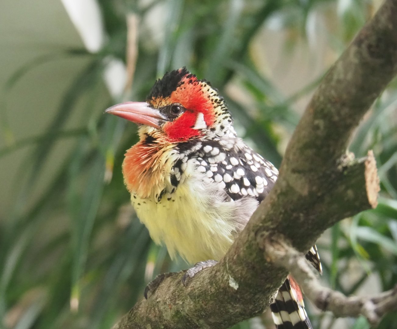 Red-and-yellow barbet (Trachyphonus erythrocephalus), 2019-04-20