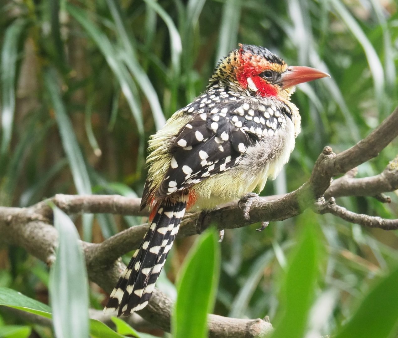 Red-and-yellow barbet (Trachyphonus erythrocephalus), 2019-04-20