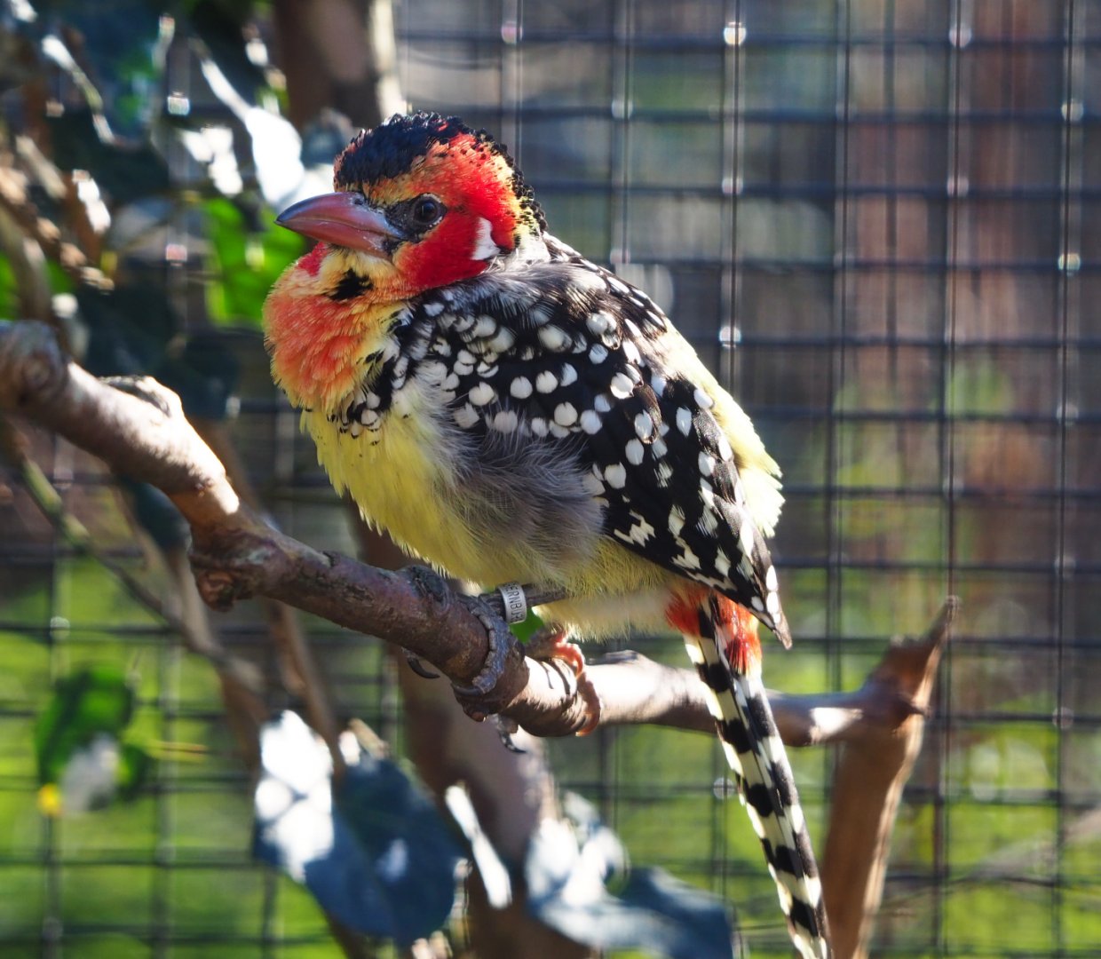 Red-and-yellow barbet (Trachyphonus erythrocephalus), 2019-12-30