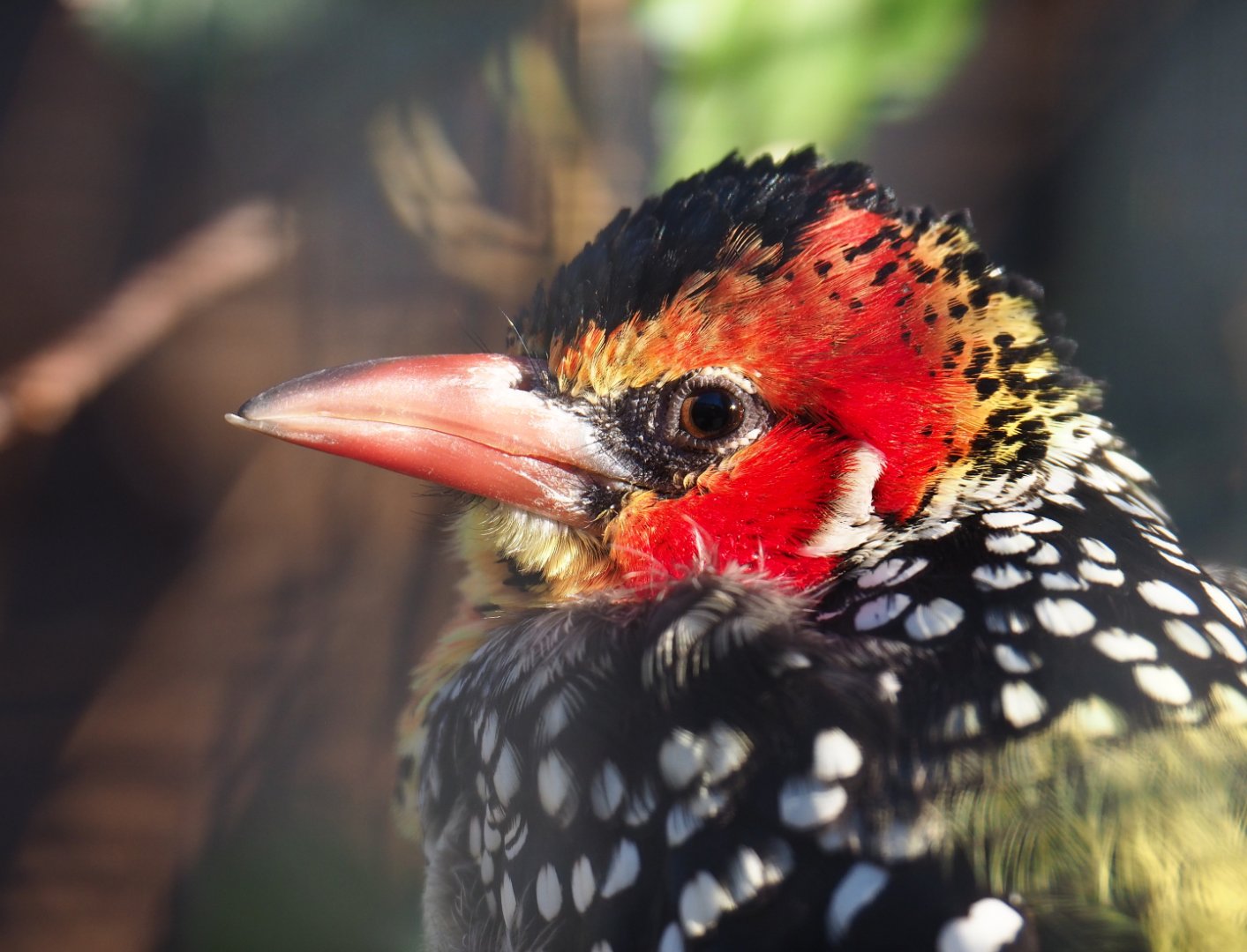 Red-and-yellow barbet (Trachyphonus erythrocephalus), 2019-12-30