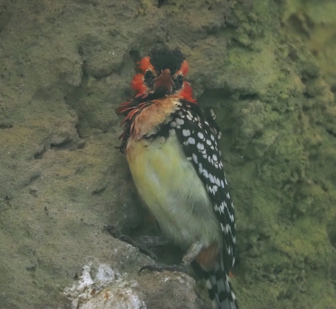 Red-and-yellow barbet (Trachyphonus erythrocephalus), 2024-05-22