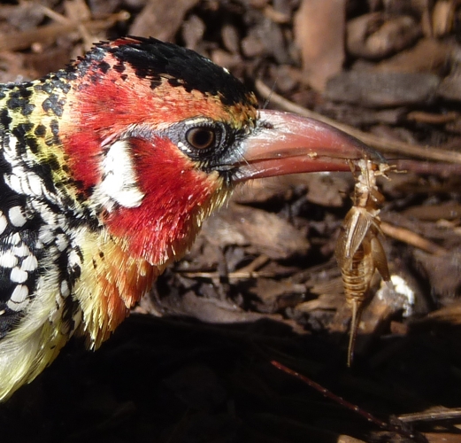 Red-and-yellow barbet (Trachyphonus erythrocephalus) enjoying a cricket