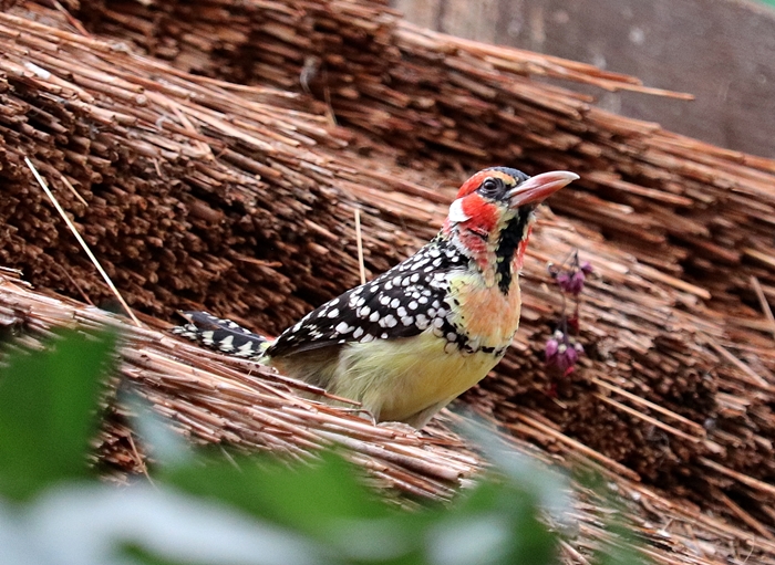 Red-and-yellow barbet (Trachyphonus erythrocephalus) - Tropen-Aquarium