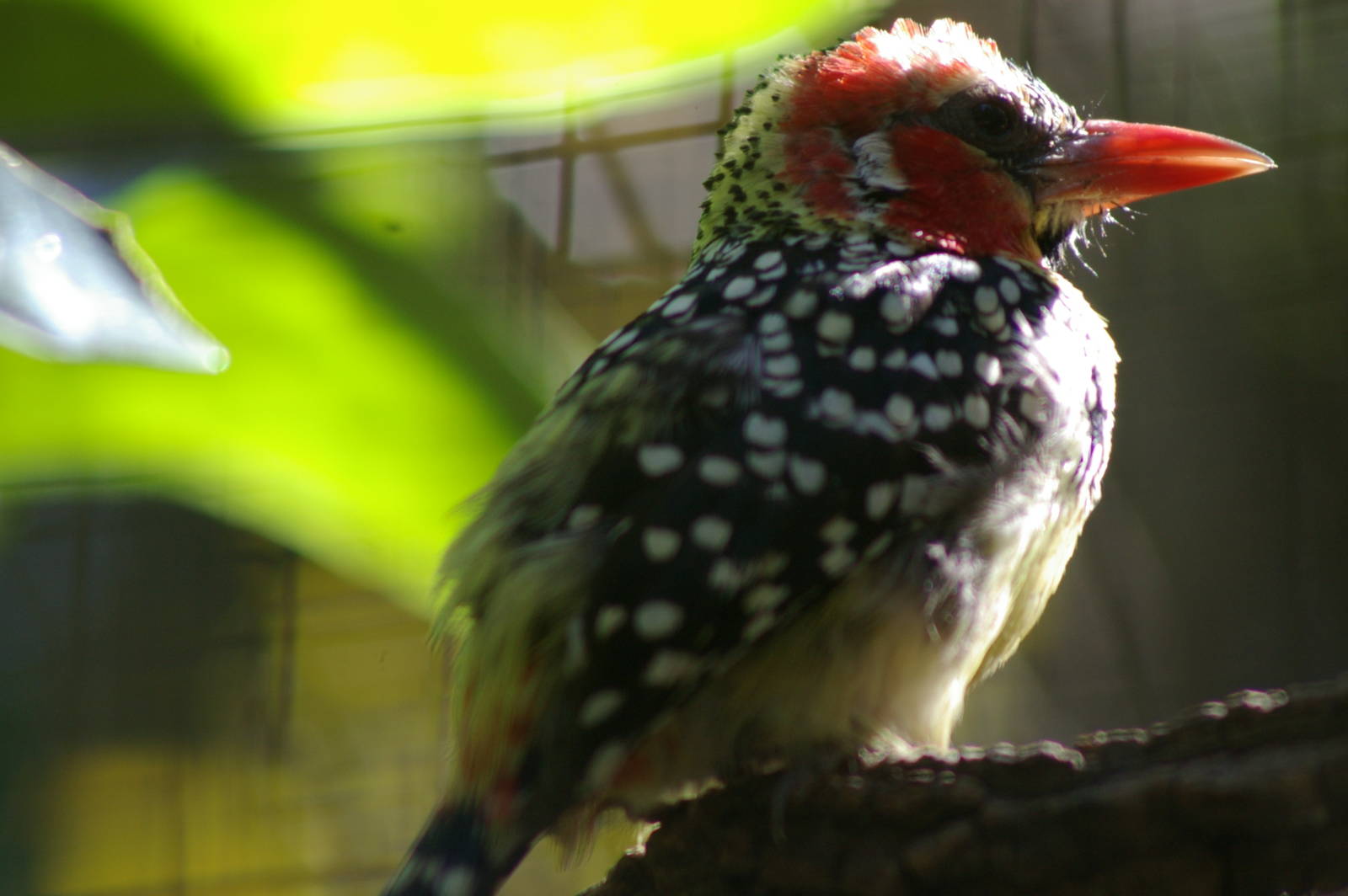red-and-yellow barbet (Trachyphonus erythrocephalus)