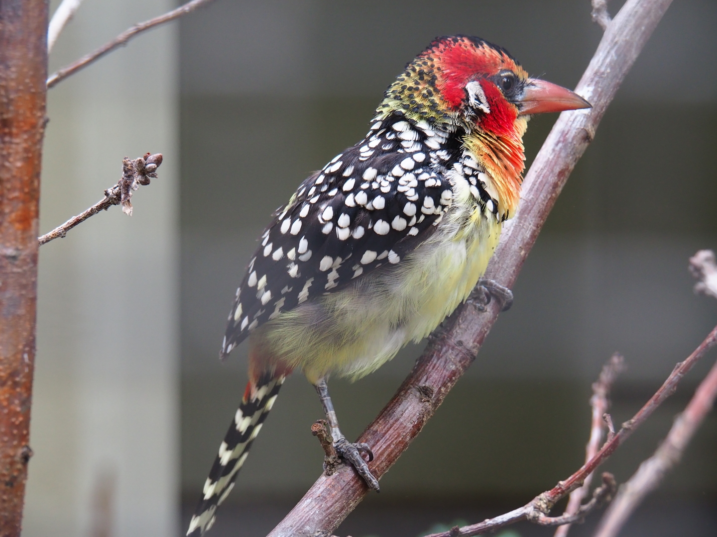 Red-and-yellow barbet (Trachyphonus erythrocephalus)