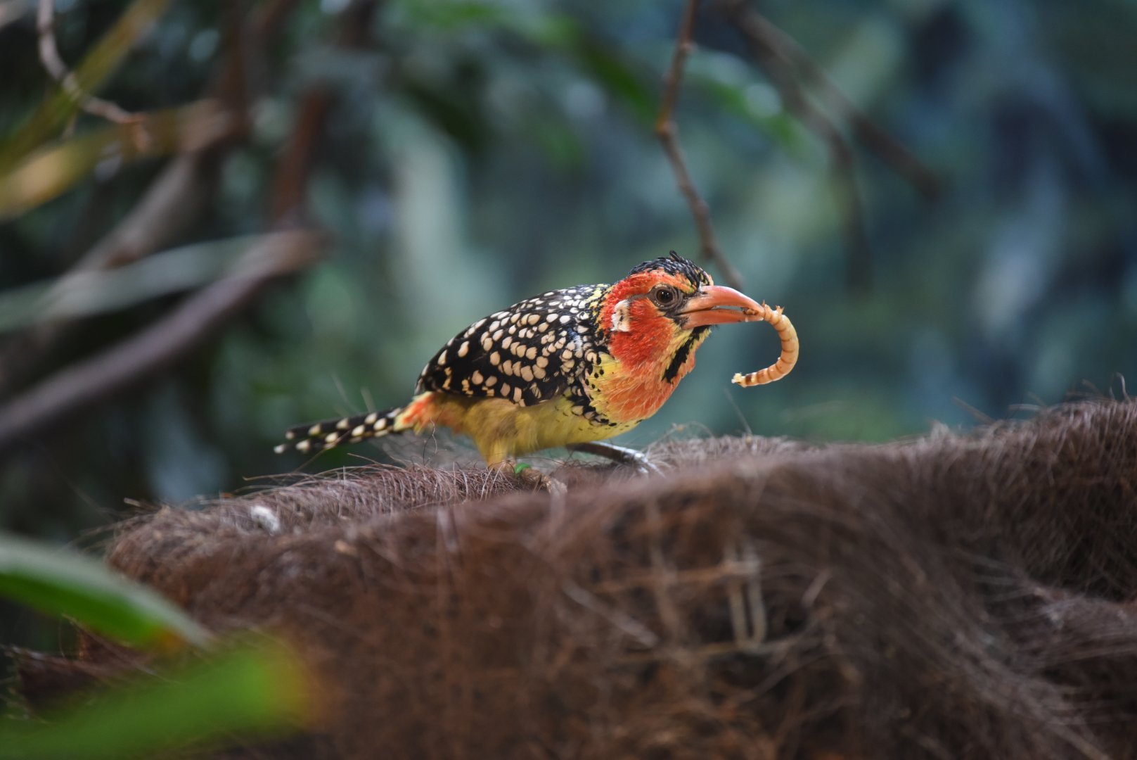 Red-and-yellow barbet - Trachyphonus erythrocephalus