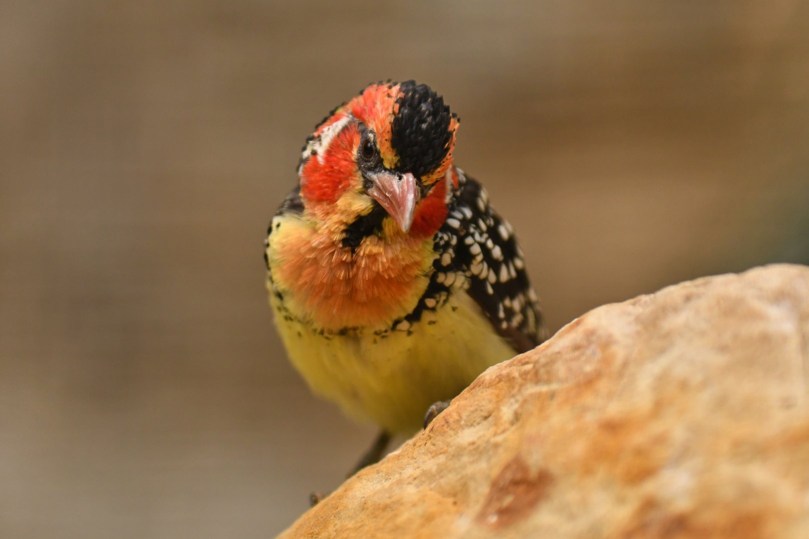 Red-and-yellow barbet Trachyphonus erythrocephalus