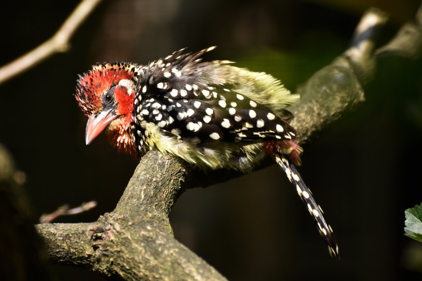 Red-and-yellow Barbet Trachyphonus erythrocephalus