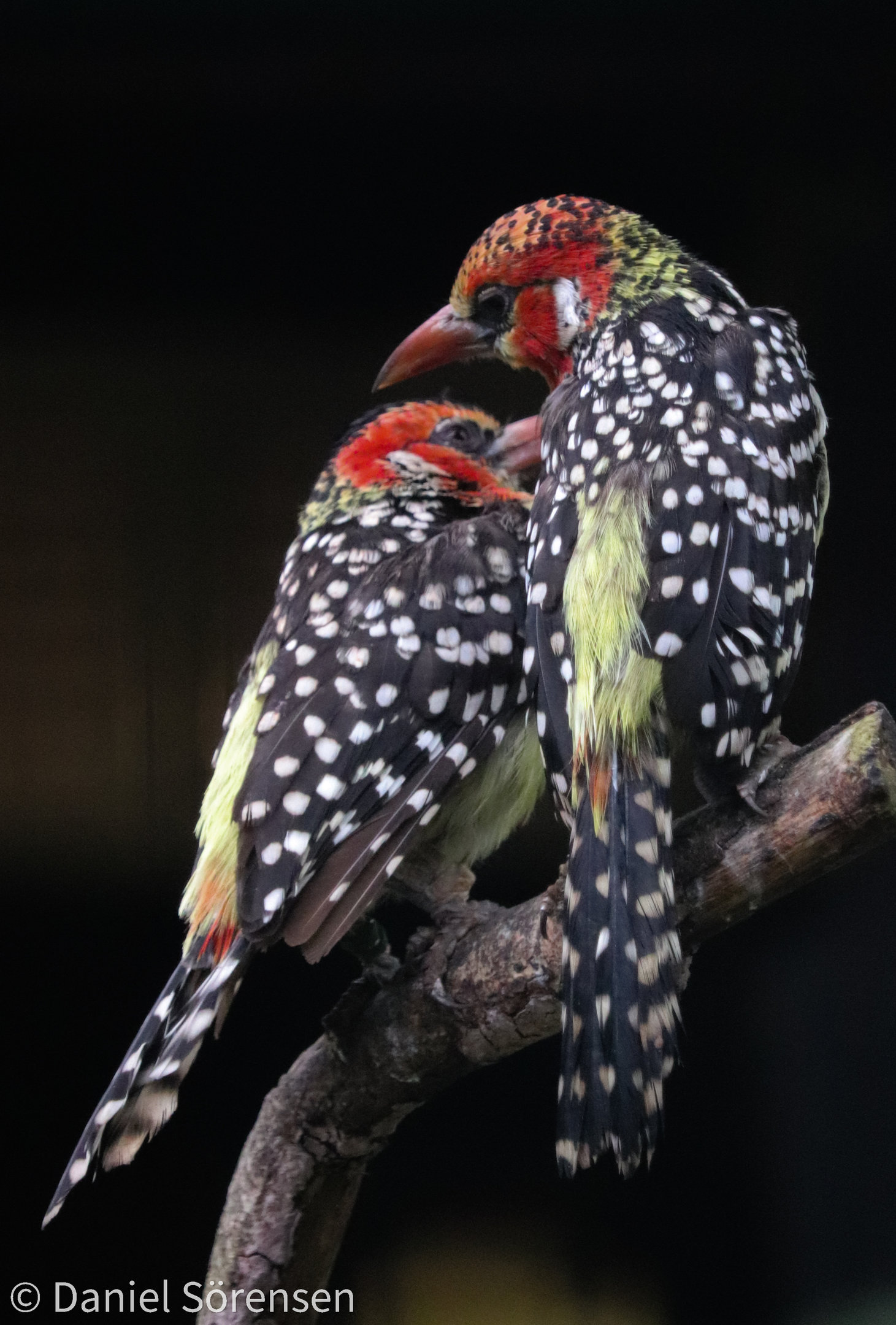 Red-and-yellow barbet (Trachyphonus erythrocephalus)