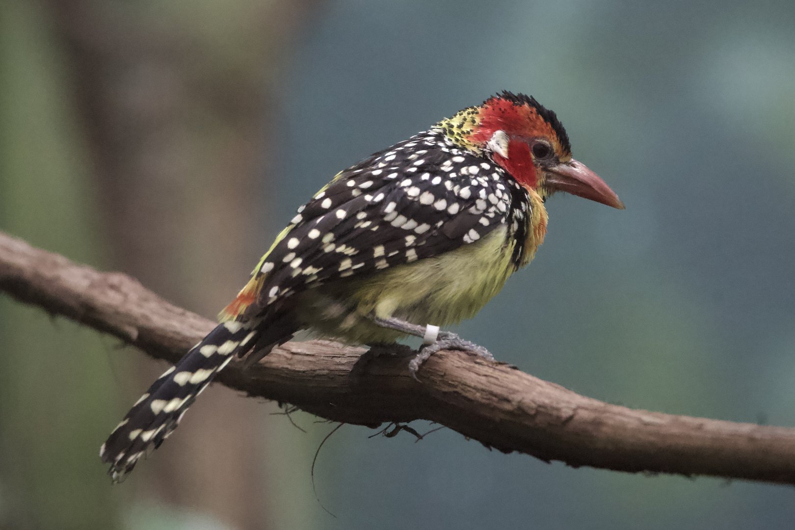 Red-And-Yellow Barbet/ Trachyphonus erythrocephalus