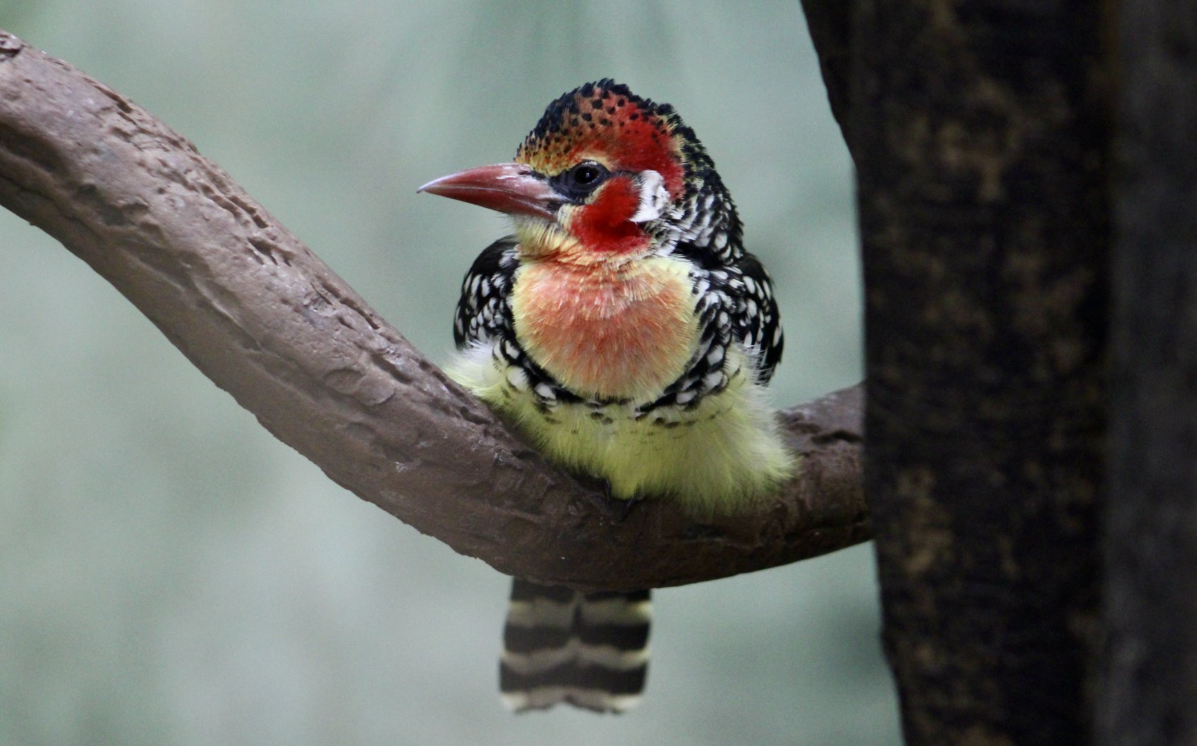 Red-and-Yellow Barbet (Trachyphonus erythrocephalus)