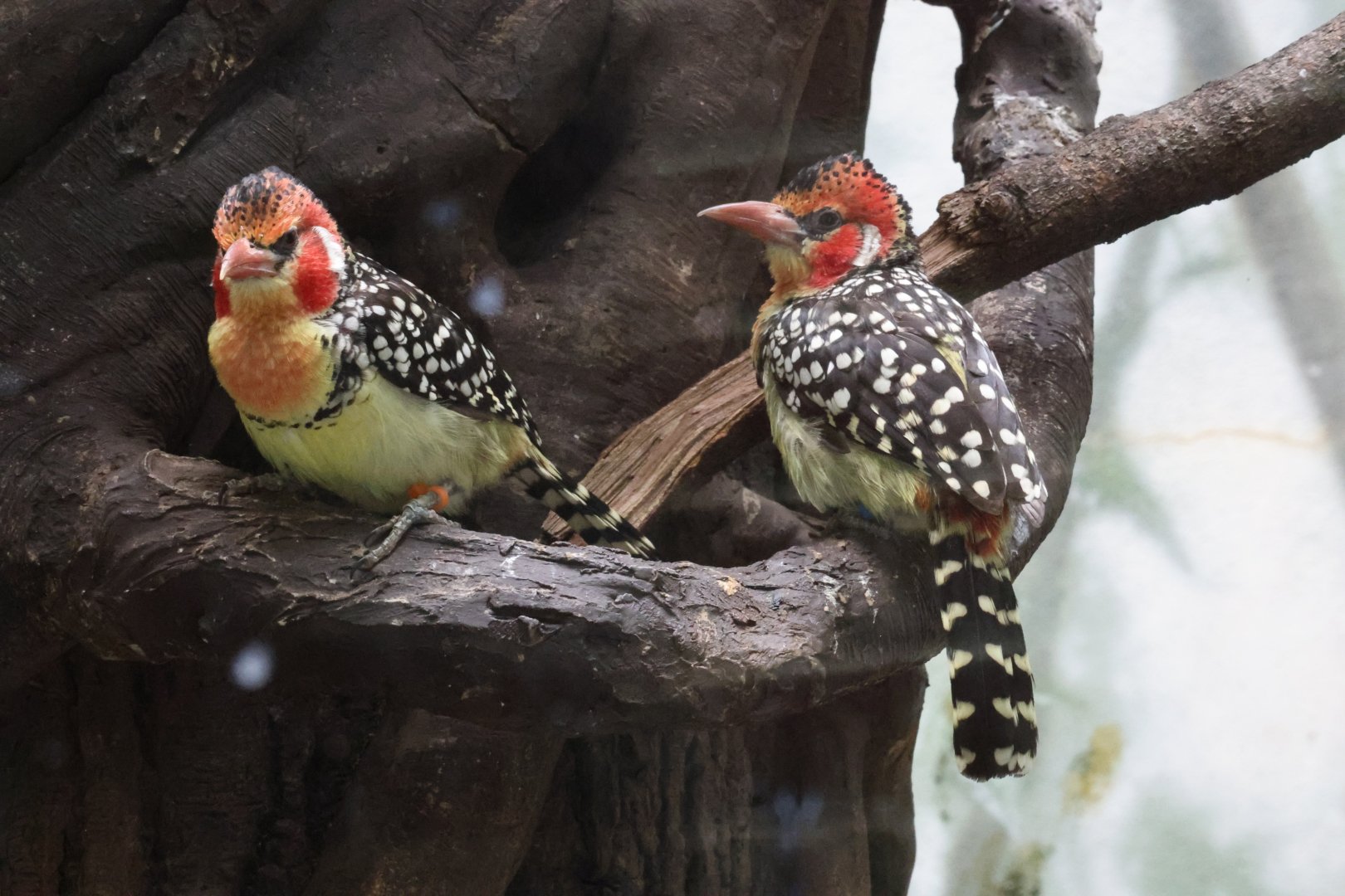 Red-and-yellow barbet  (Trachyphonus erythrocephalus)