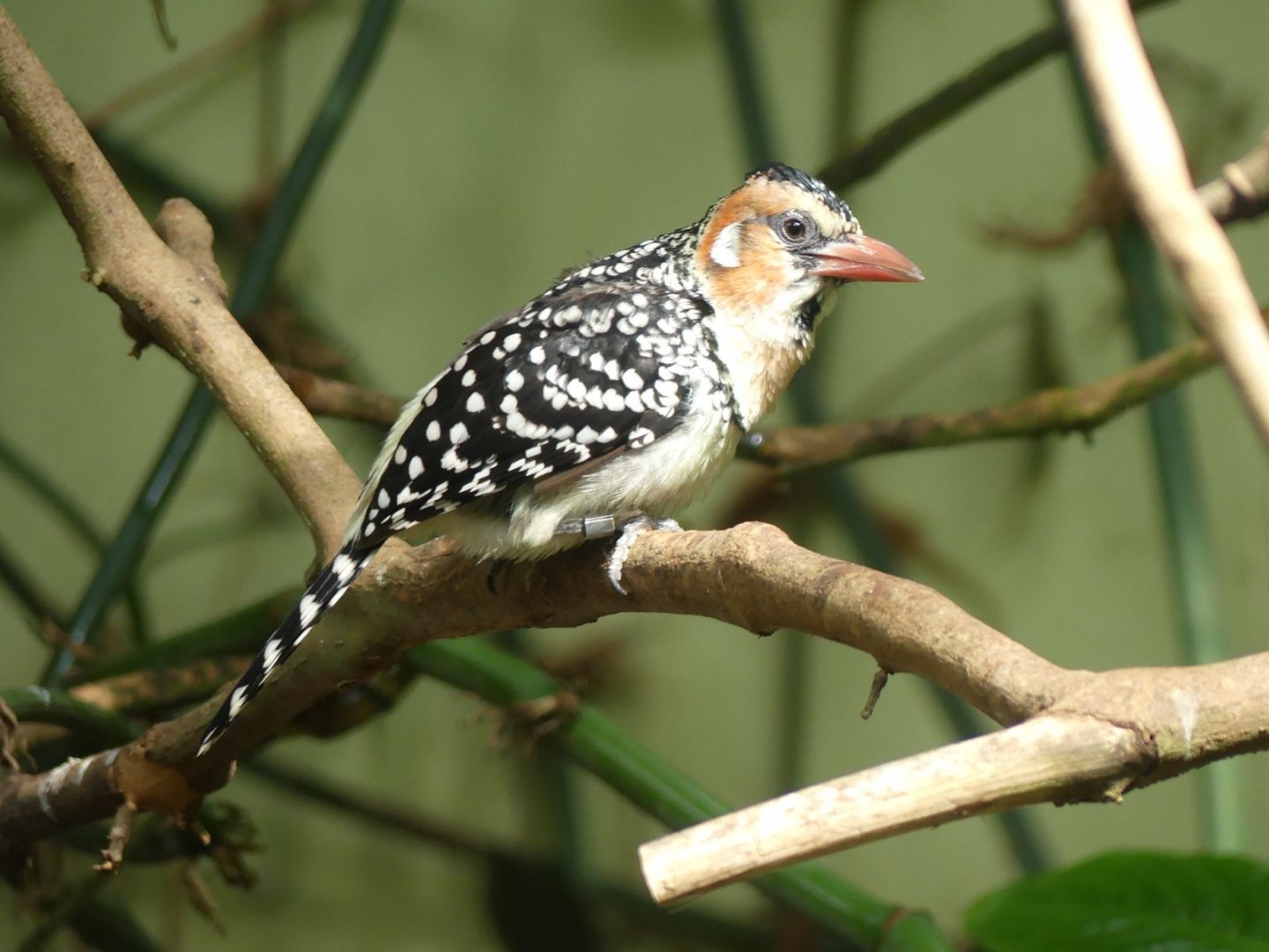 Red and Yellow Barbet - Zoo København - 26.05.25
