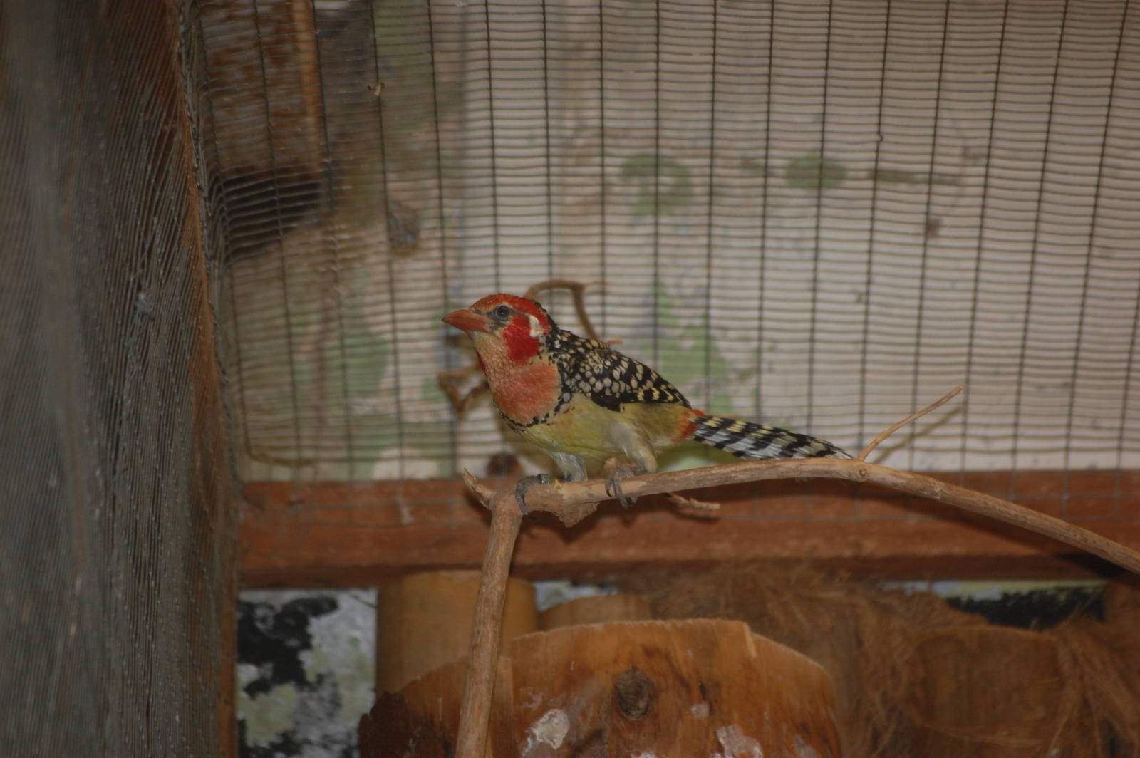 Red-and-yellow barbet