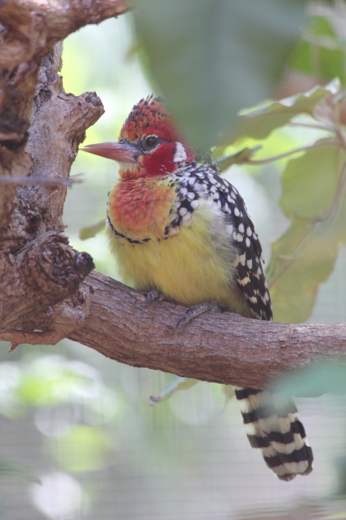 Red-and-Yellow Barbet