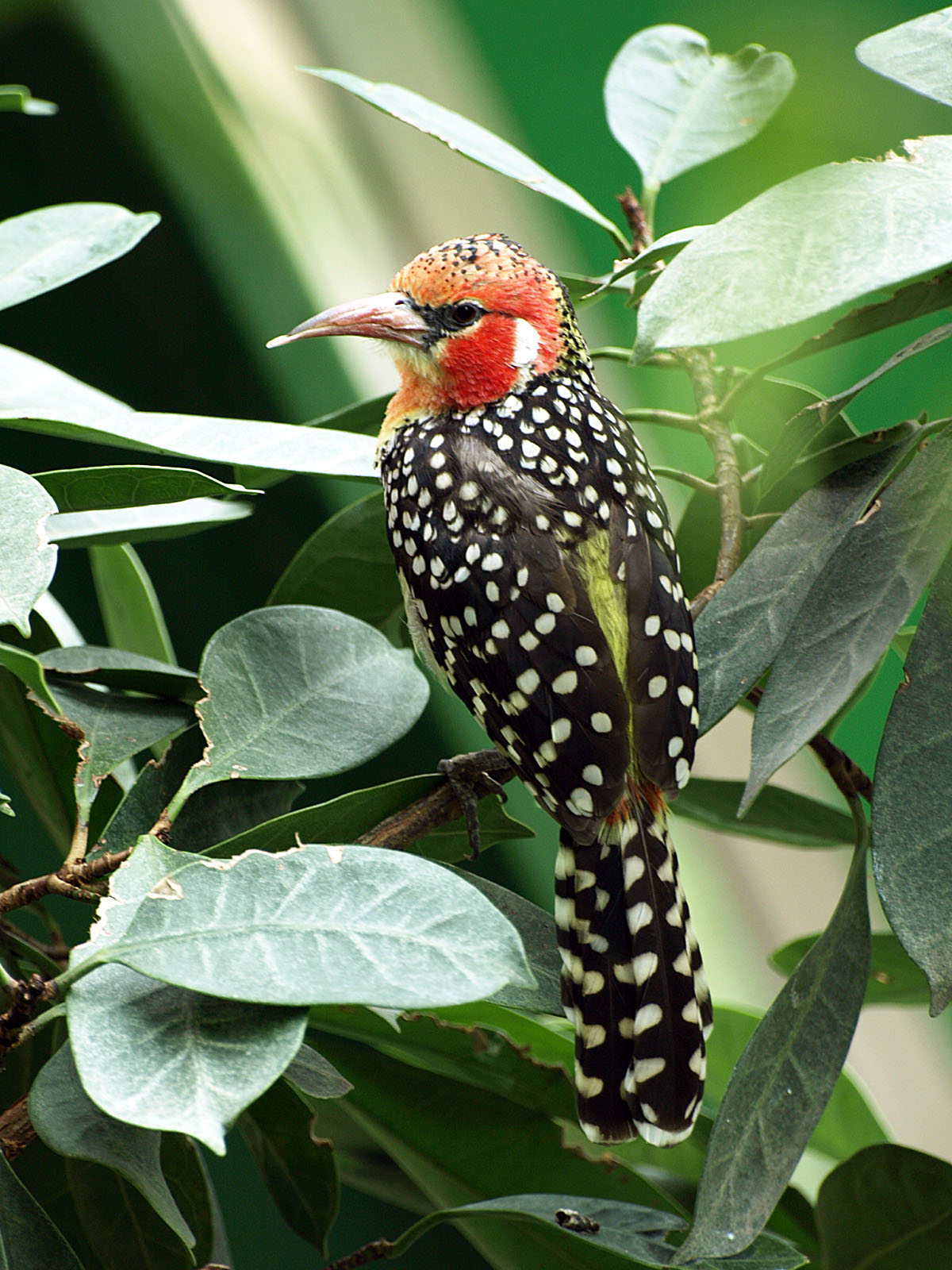 Red and yellow barbet