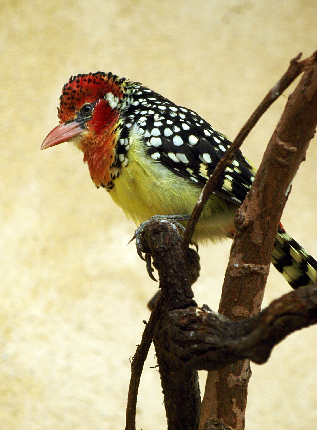 Red and yellow barbet