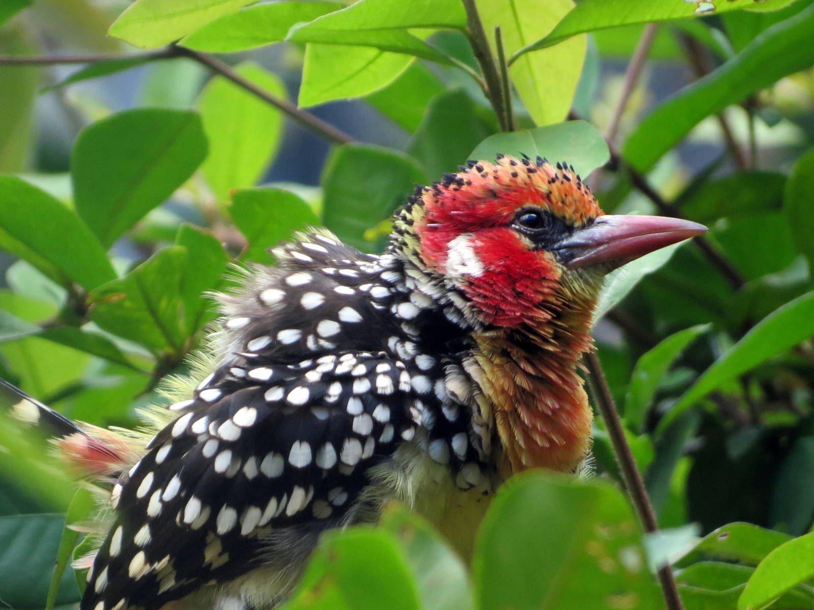 Red-and-yellow Barbet