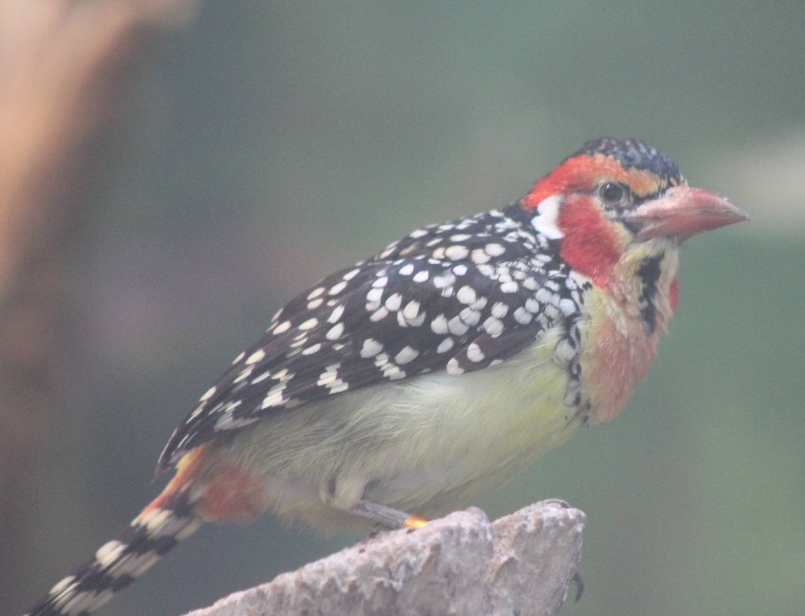 Red and yellow barbet