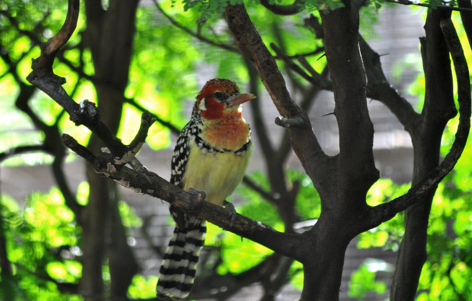 Red and Yellow Barbet