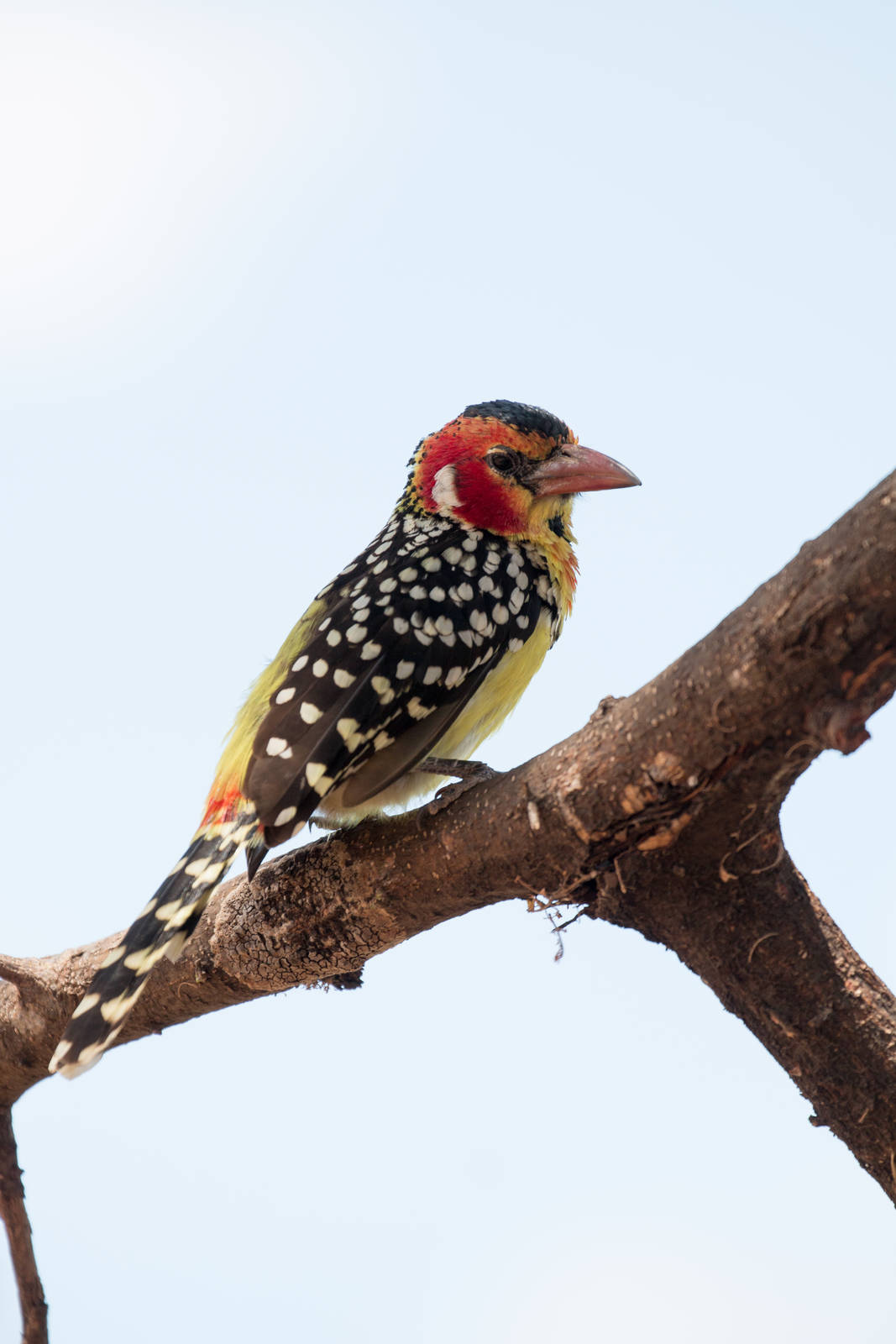 Red-and-Yellow Barbet