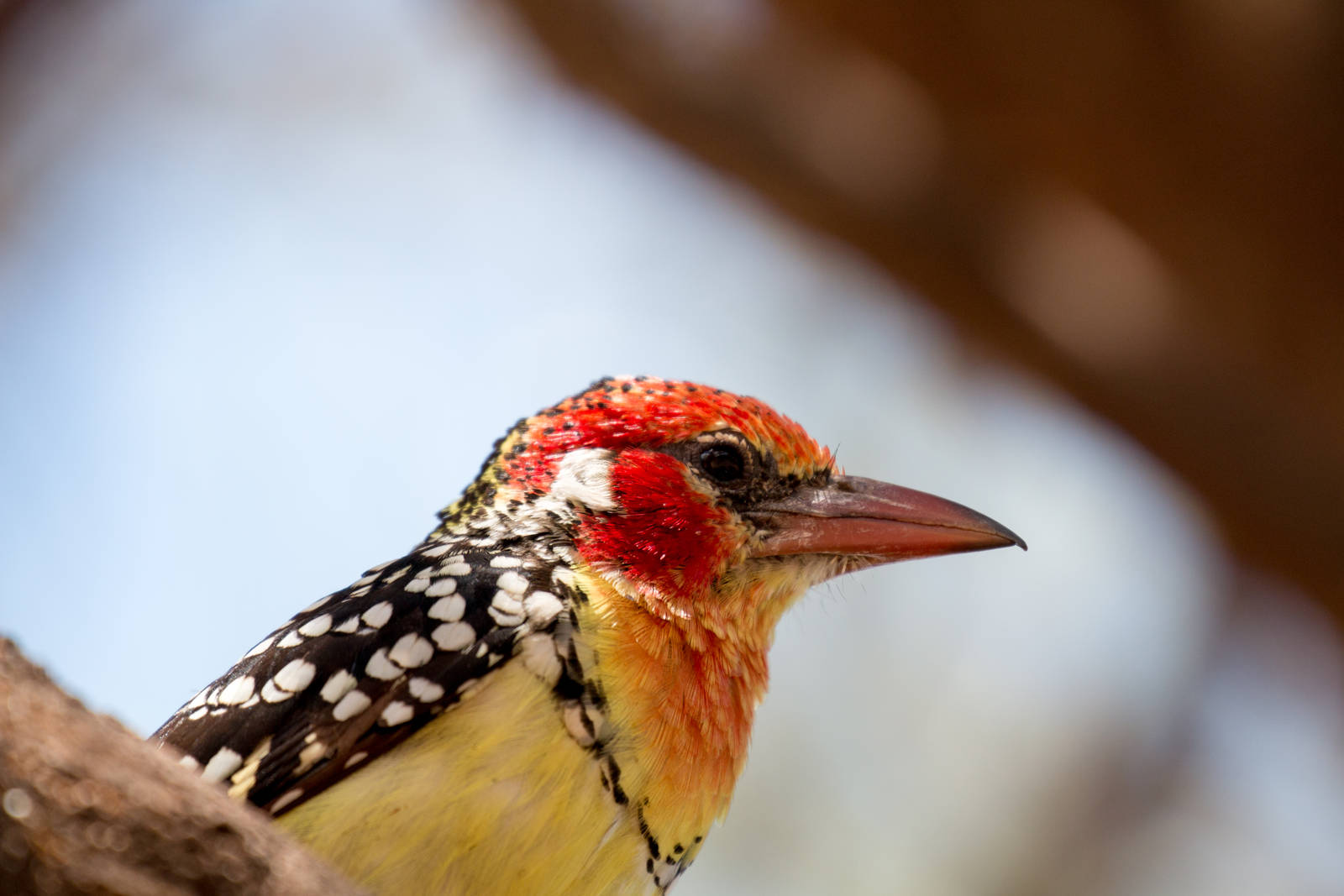 Red-and-Yellow Barbet
