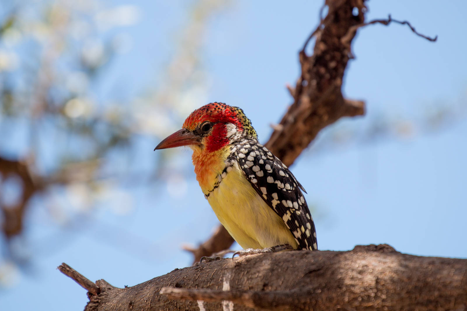 Red-and-Yellow Barbet