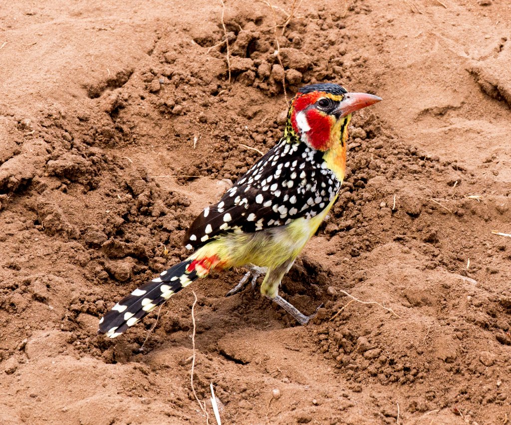 Red-and-Yellow Barbet