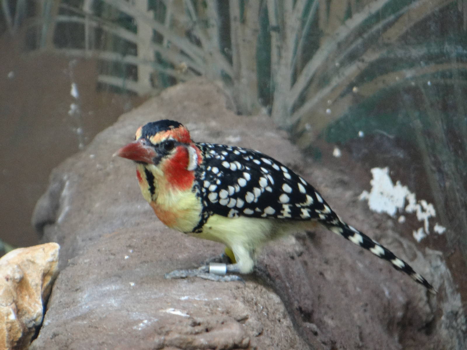 Red and yellow barbet(?)
