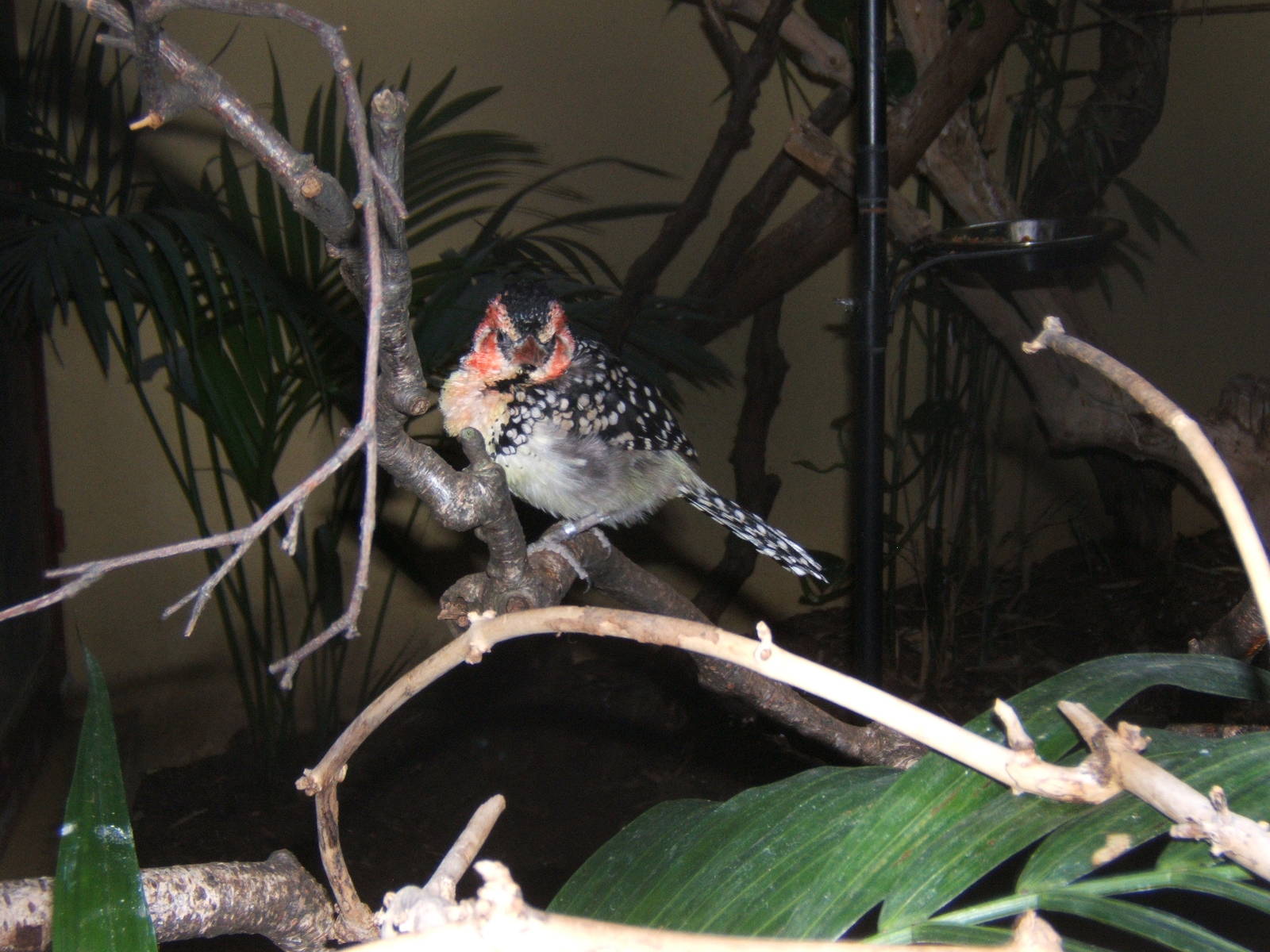 Red and Yellow Barbet