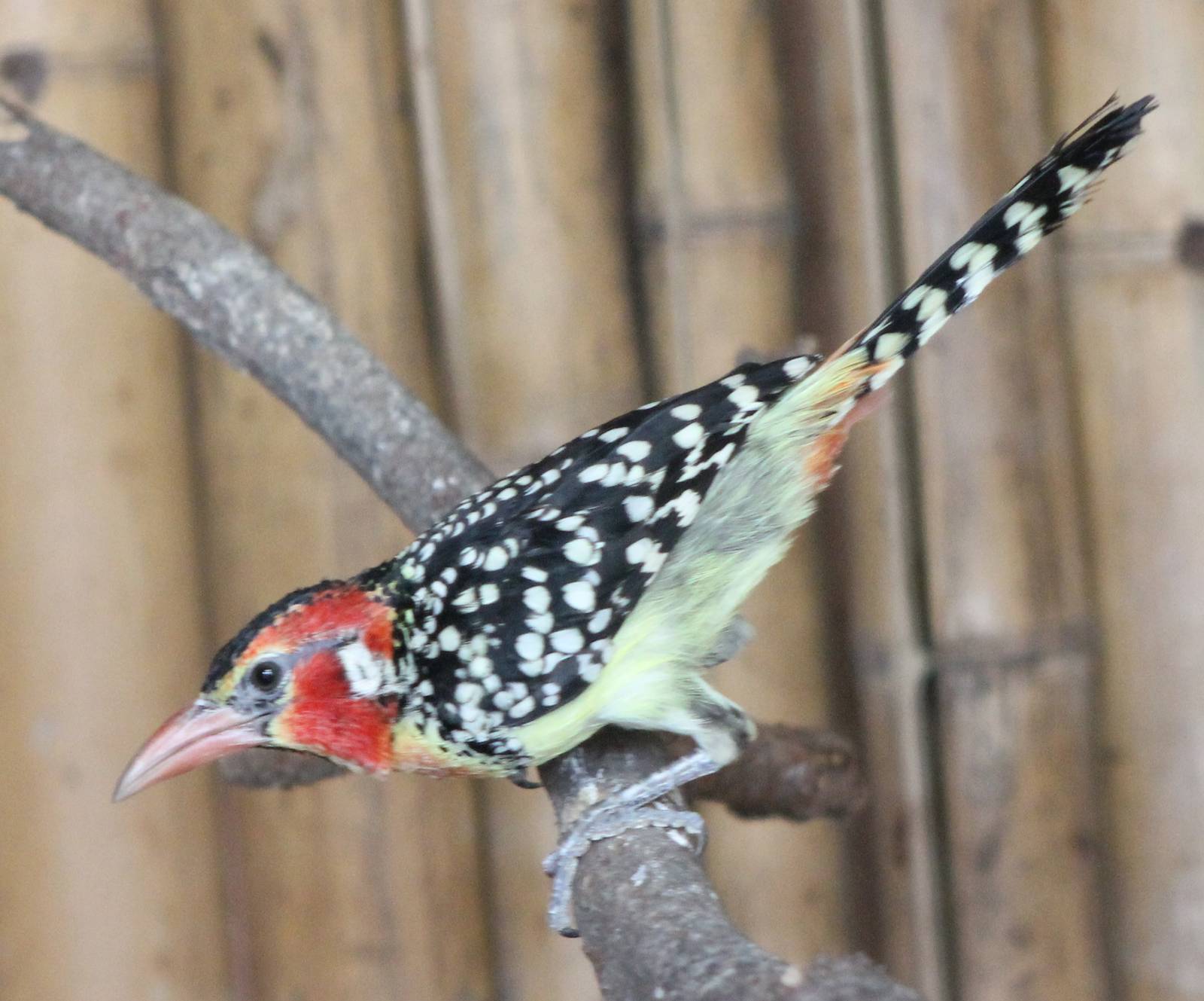 Red and yellow barbet