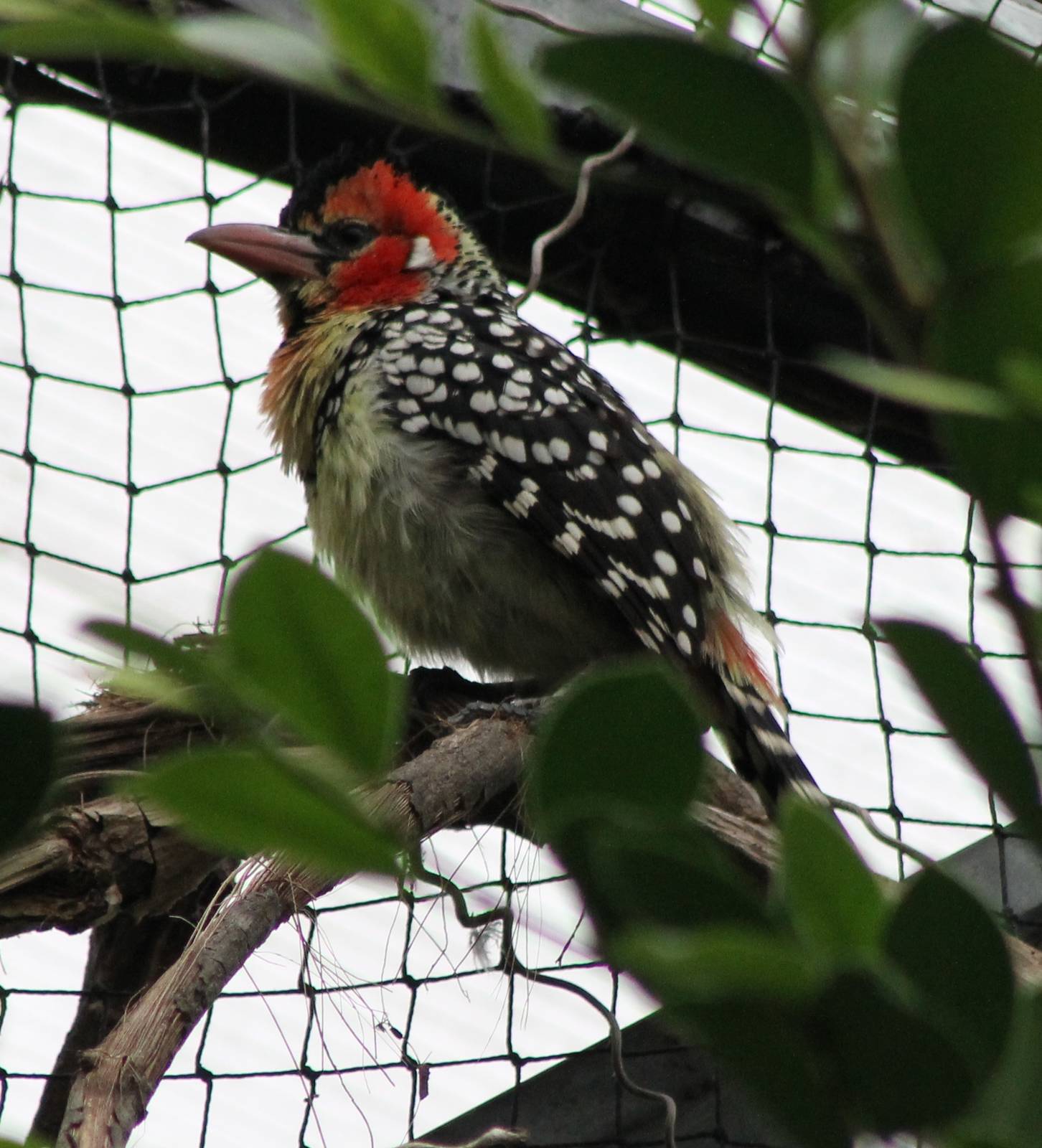 Red and yellow barbet