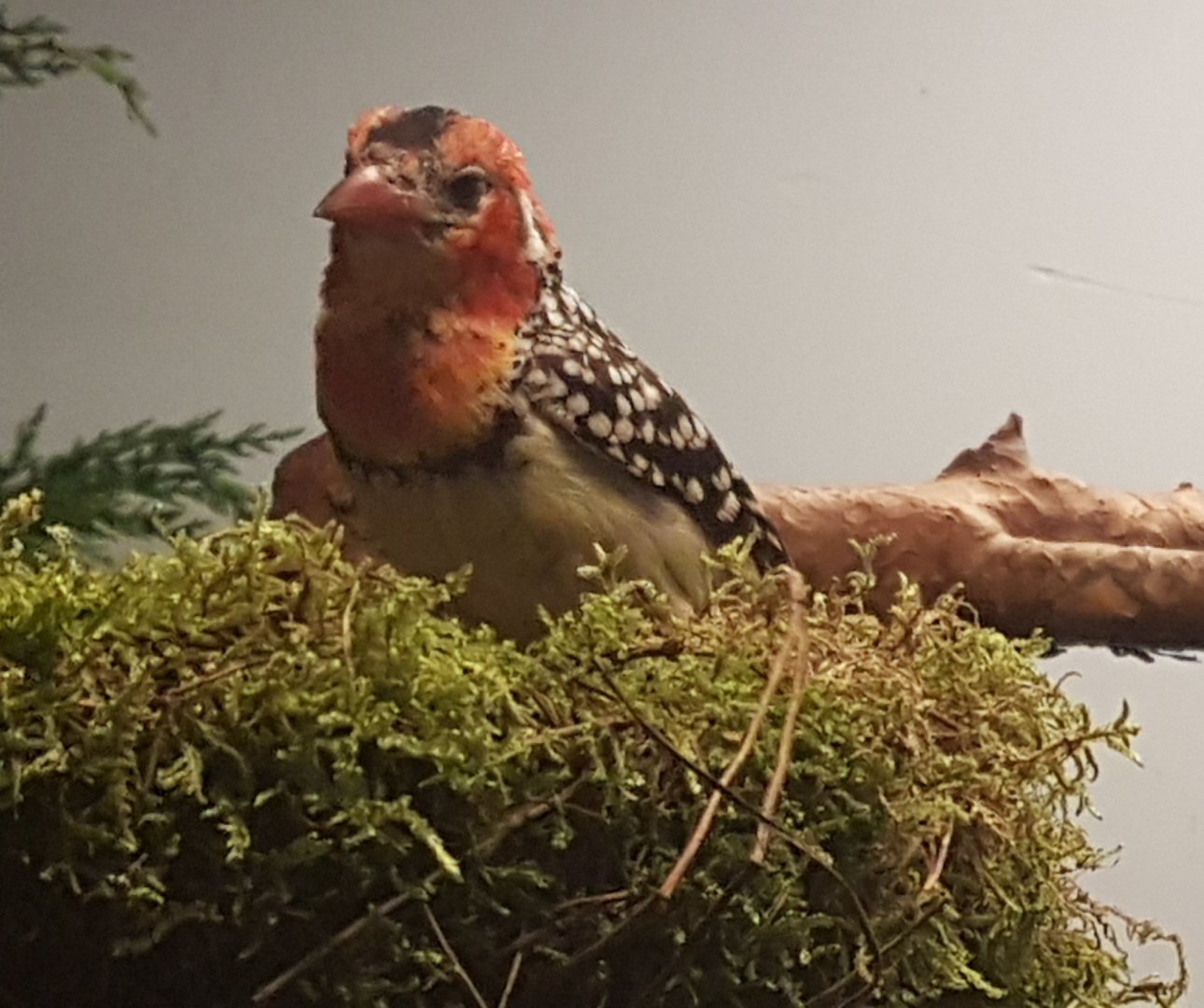 Red And Yellow Barbet