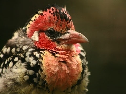 Red-and-yellow Barbet