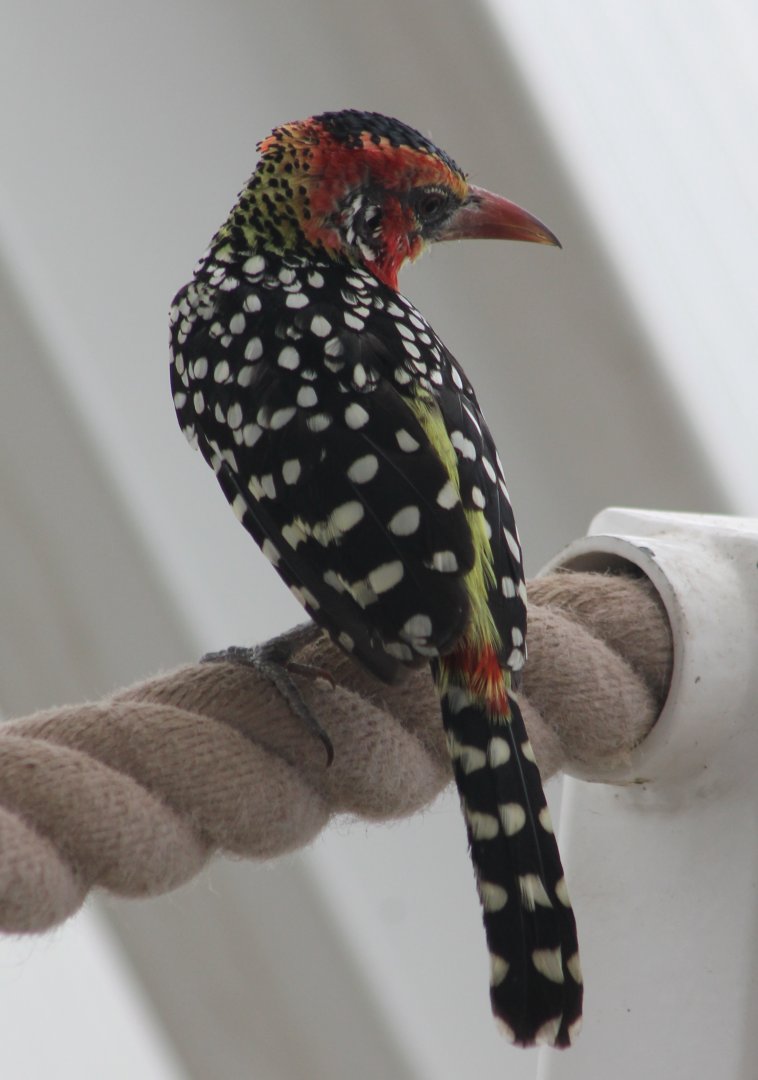 Red-and-yellow barbet