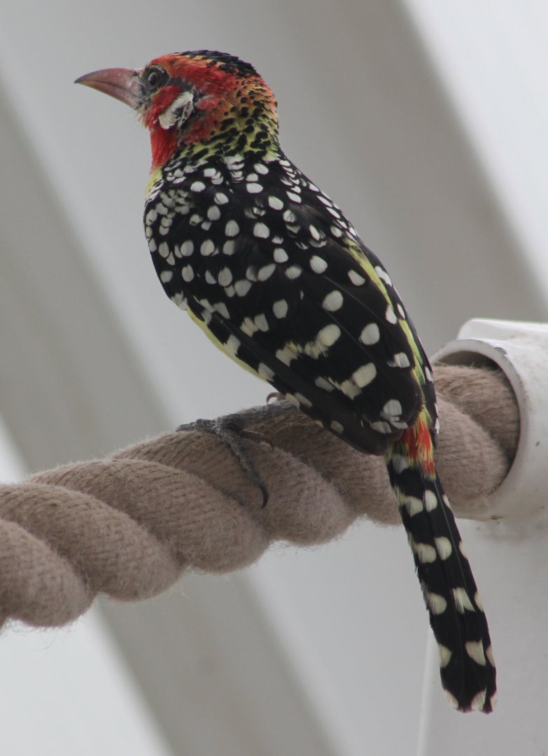 Red-and-yellow barbet