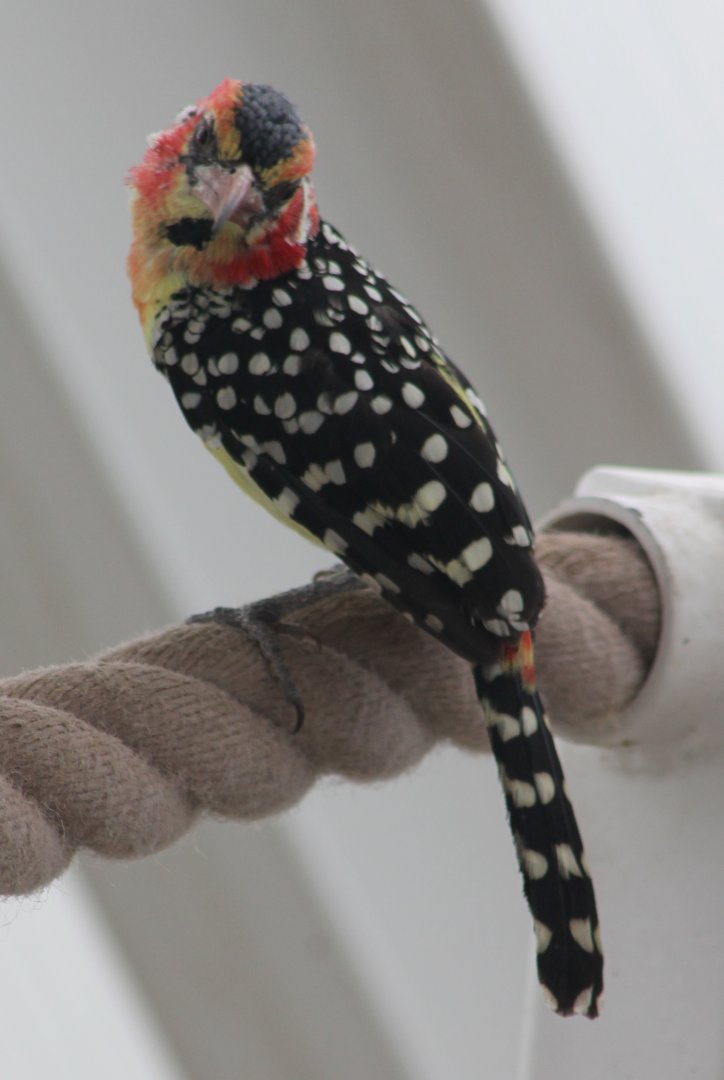 Red-and-yellow barbet